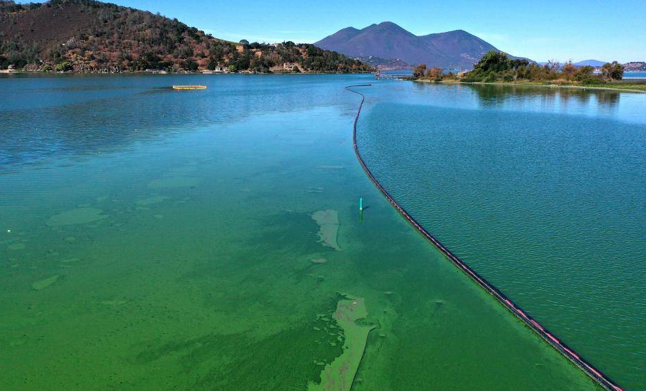 1689061449193396.png 藍綠藻.png