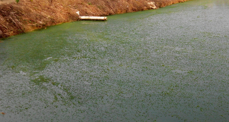 1726898787468586.png 水體富營養(yǎng)化.png