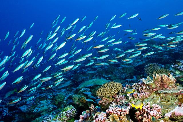 1726898802909152.jpg 海洋生態(tài)系統(tǒng).jpg