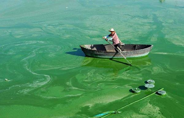 1733540989922933.jpg “水華”現(xiàn)象.jpg