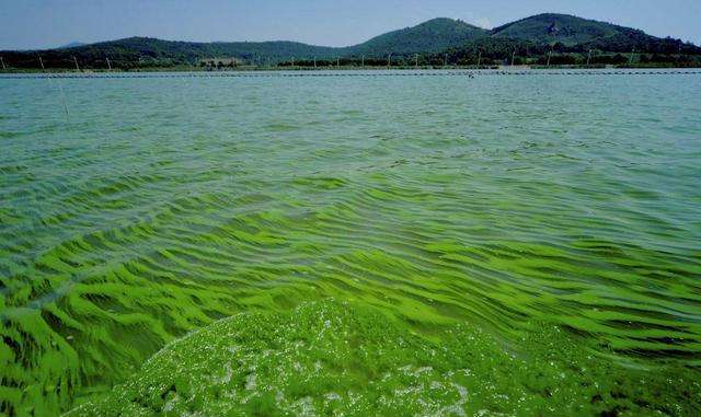 1735958727804448.jpg 水體富營(yíng)養(yǎng)化.jpg