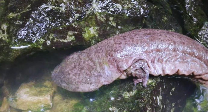 1762222163426400.jpg 娃娃魚(yú).jpg